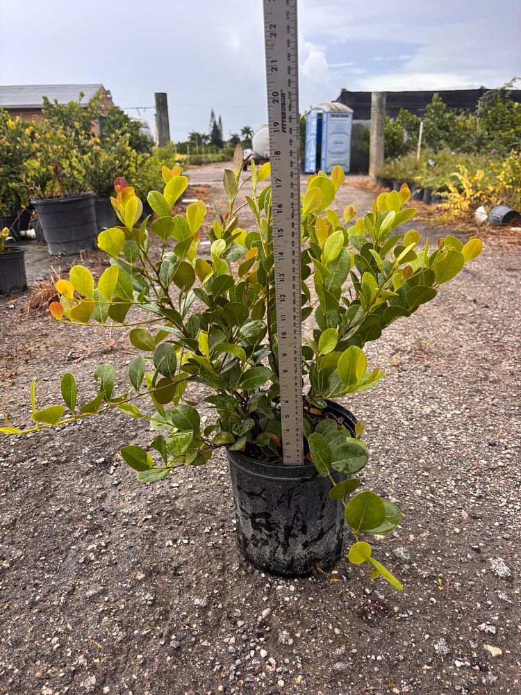 chrysobalanus-icaco-cocoplum