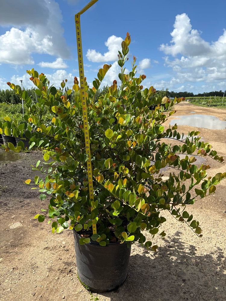 chrysobalanus-icaco-cocoplum