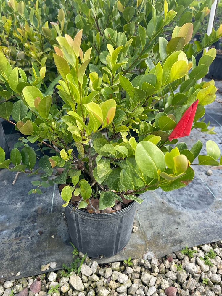 chrysobalanus-icaco-cocoplum