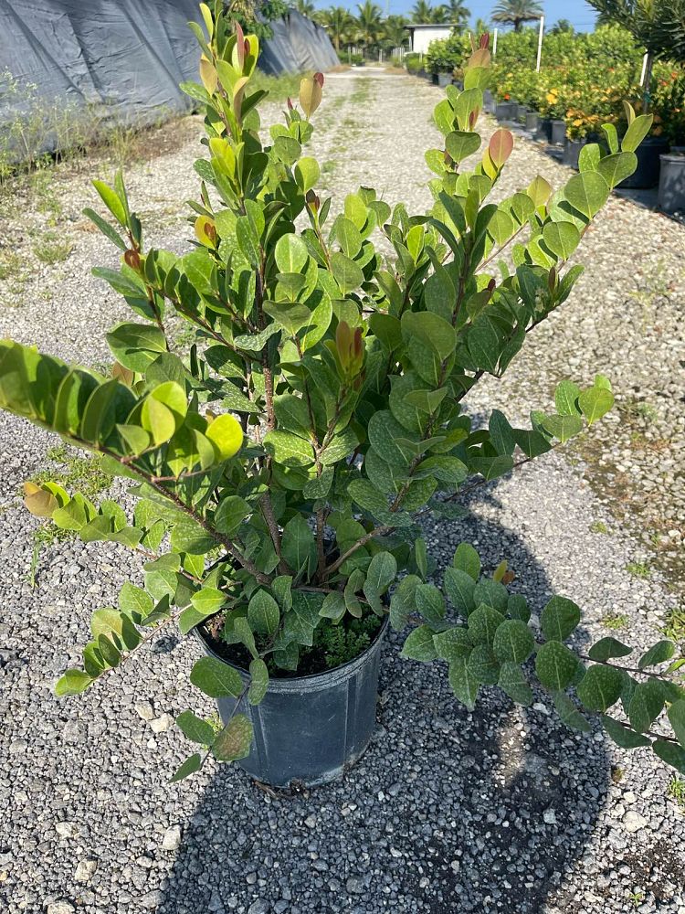 chrysobalanus-icaco-cocoplum