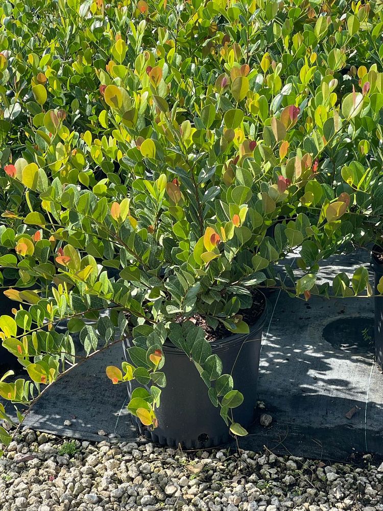 chrysobalanus-icaco-cocoplum