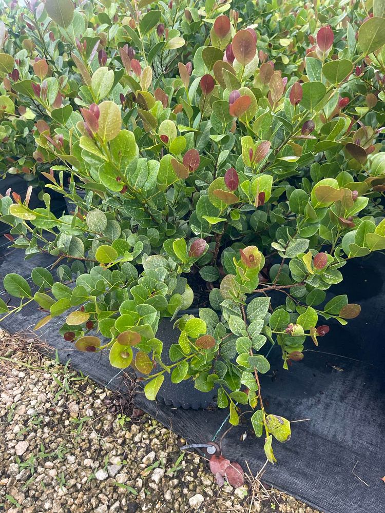 chrysobalanus-icaco-cocoplum