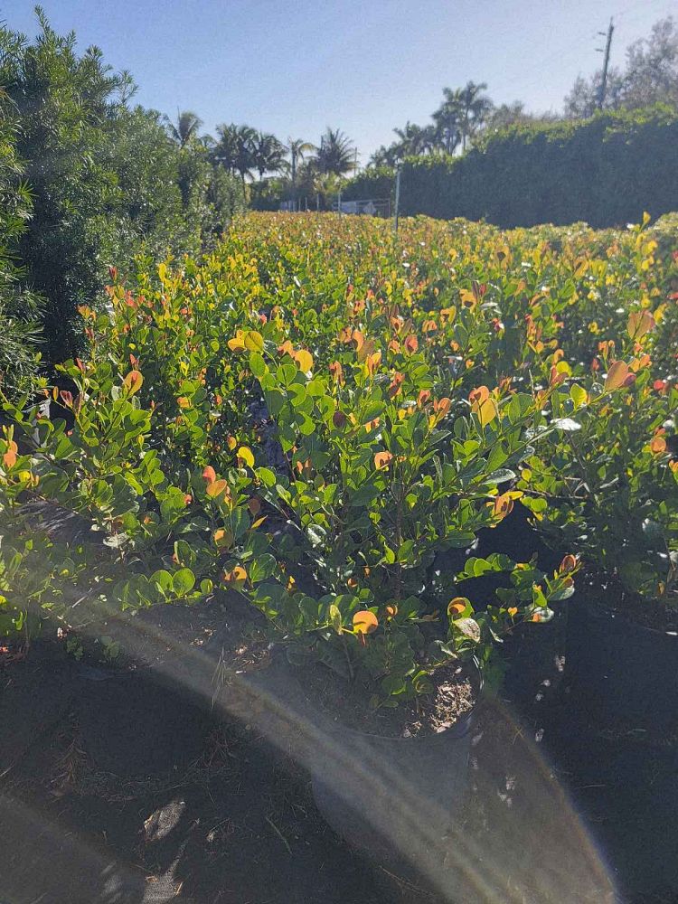 chrysobalanus-icaco-cocoplum