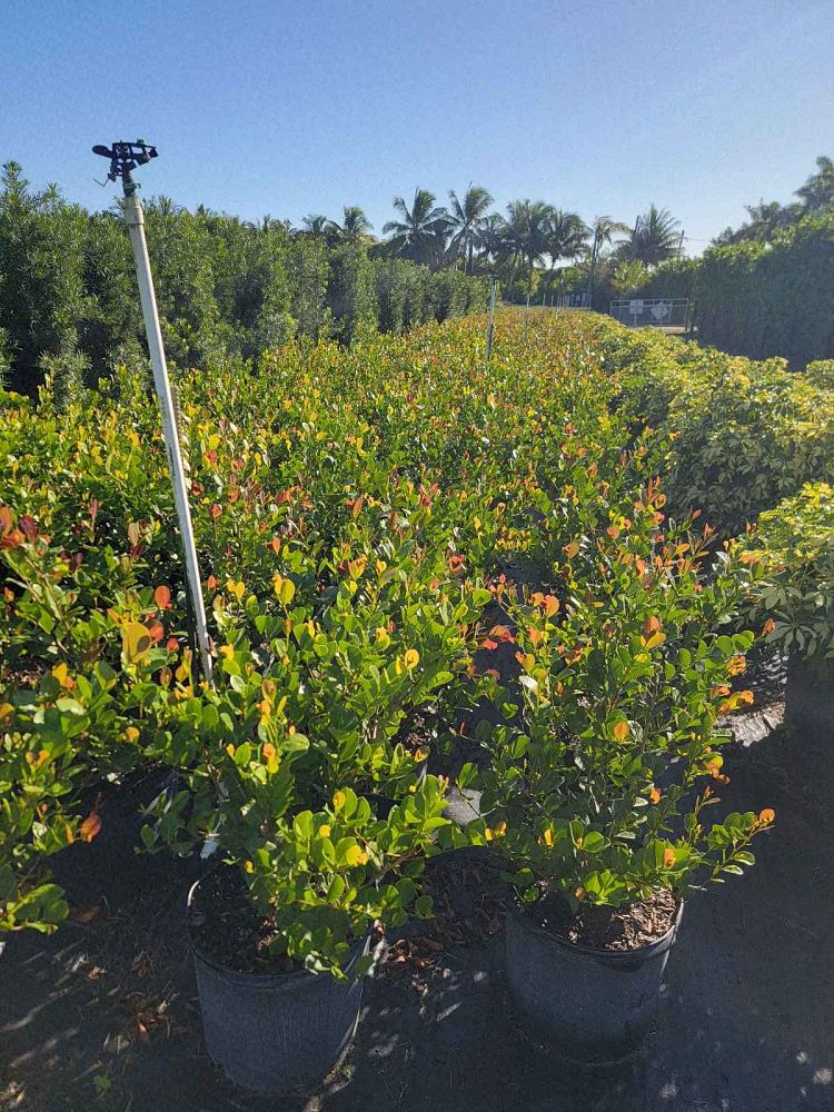 chrysobalanus-icaco-cocoplum