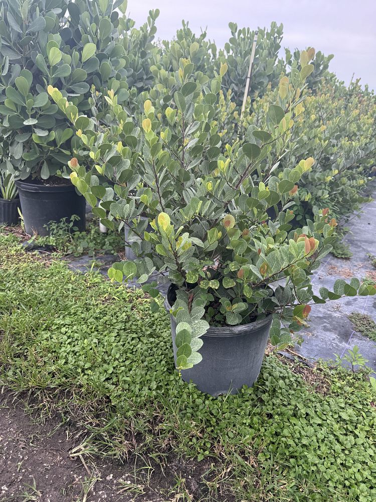 chrysobalanus-icaco-cocoplum