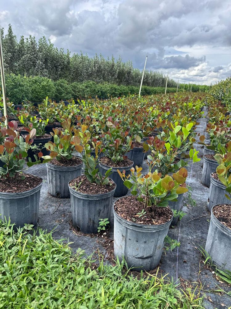 chrysobalanus-icaco-cocoplum