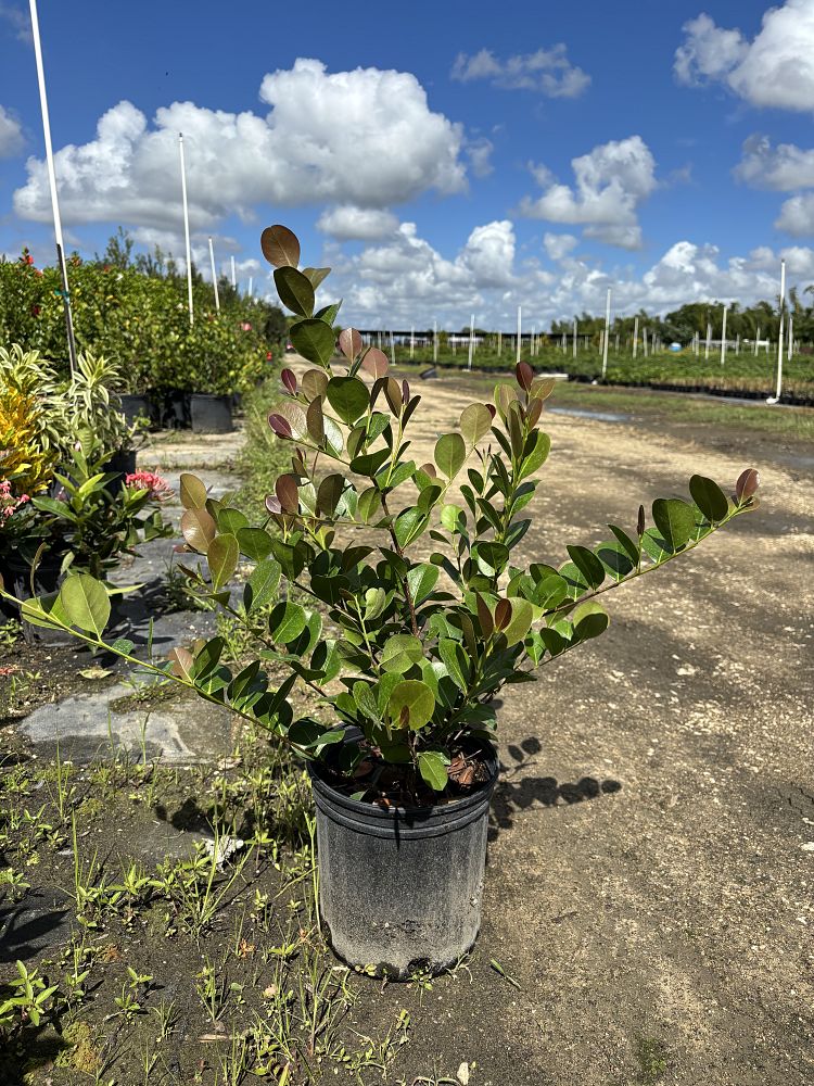 chrysobalanus-icaco-cocoplum