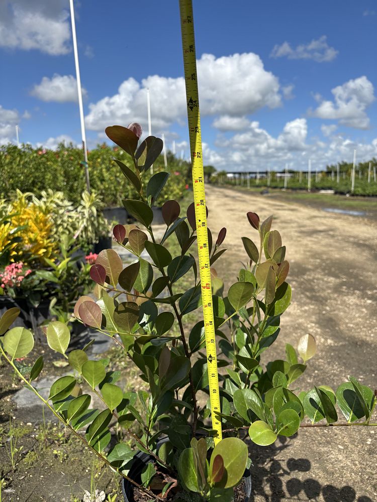 chrysobalanus-icaco-cocoplum