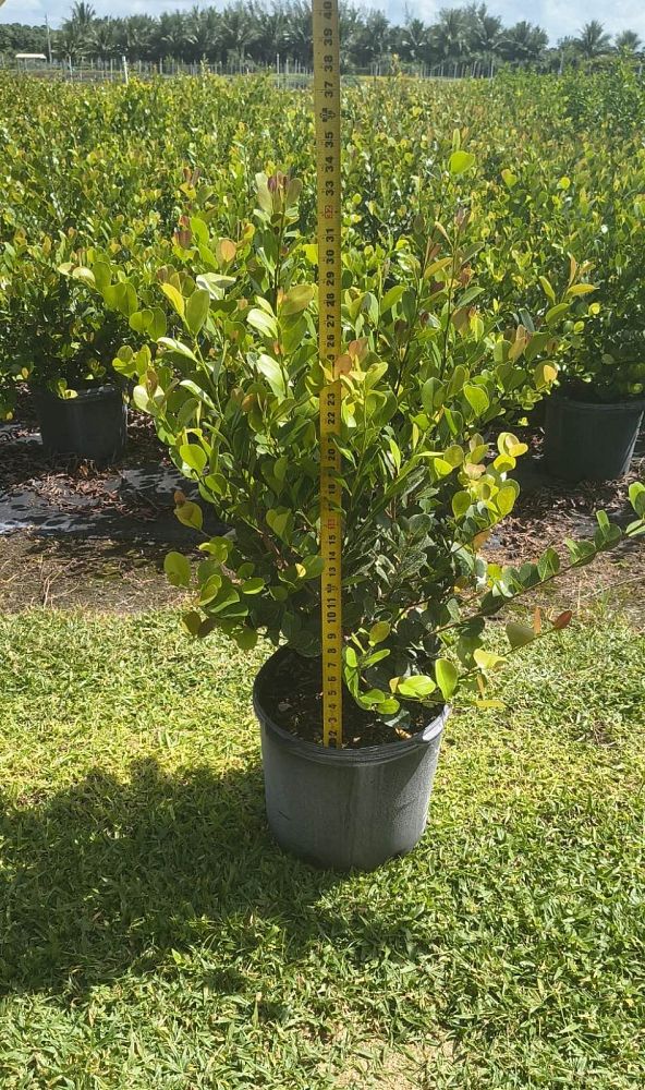 chrysobalanus-icaco-cocoplum