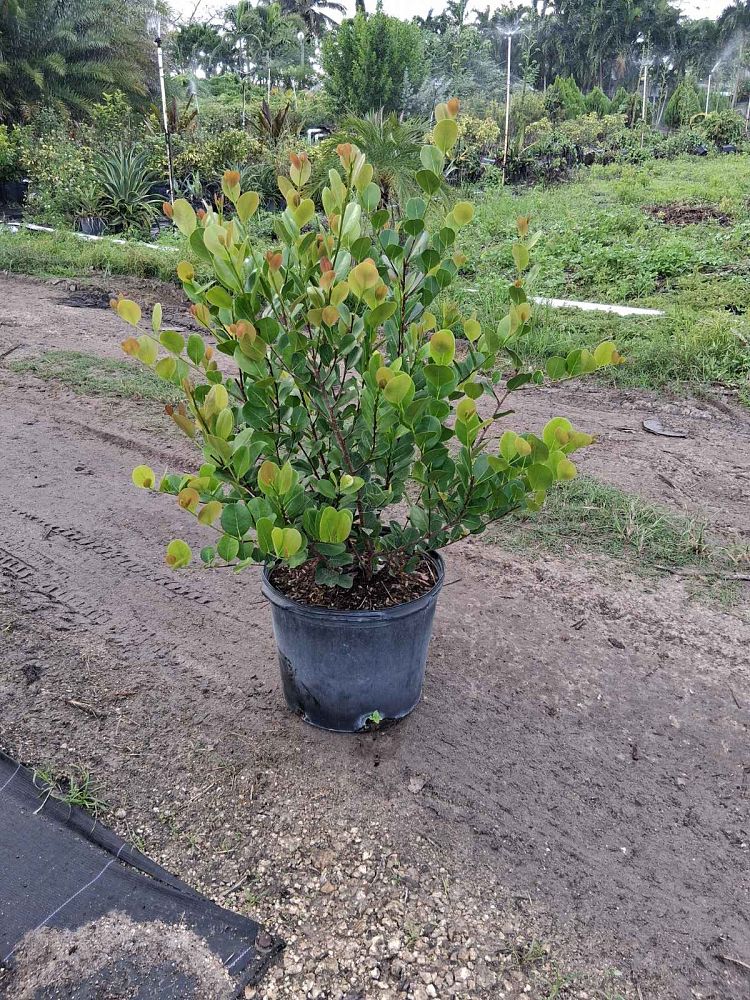 chrysobalanus-icaco-cocoplum