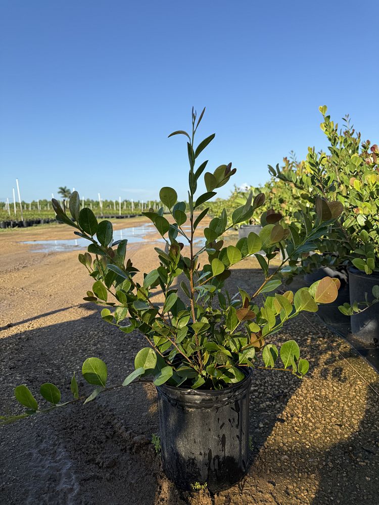 chrysobalanus-icaco-cocoplum