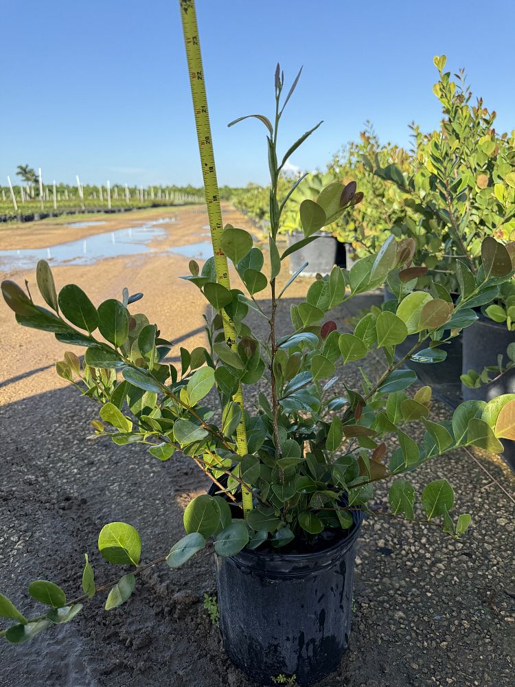 chrysobalanus-icaco-cocoplum