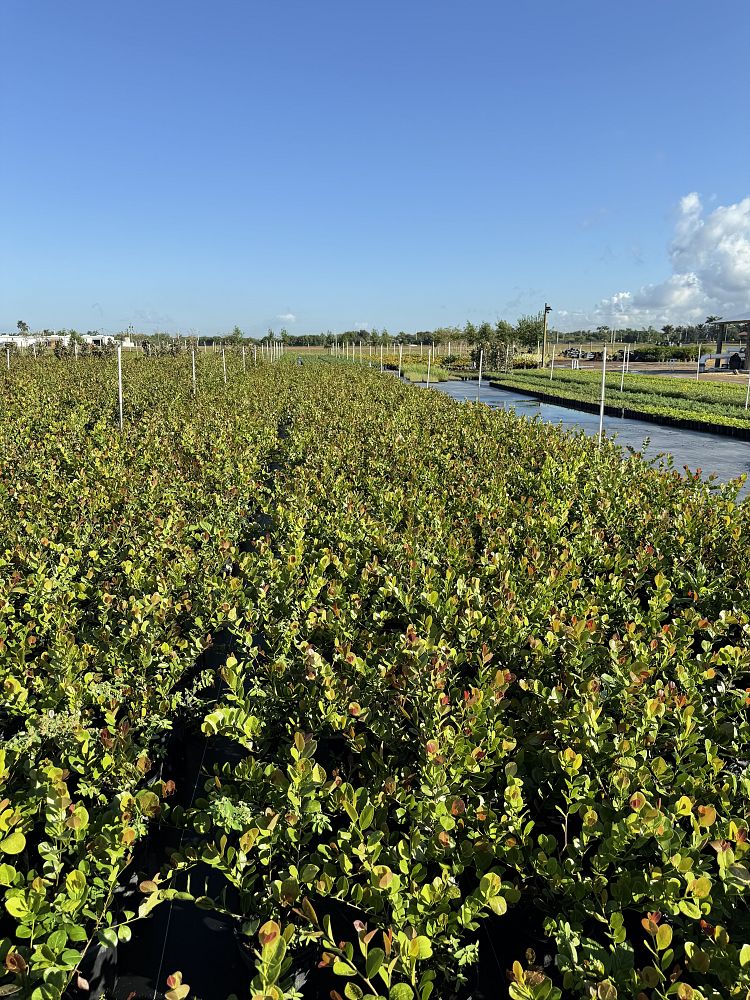 chrysobalanus-icaco-cocoplum