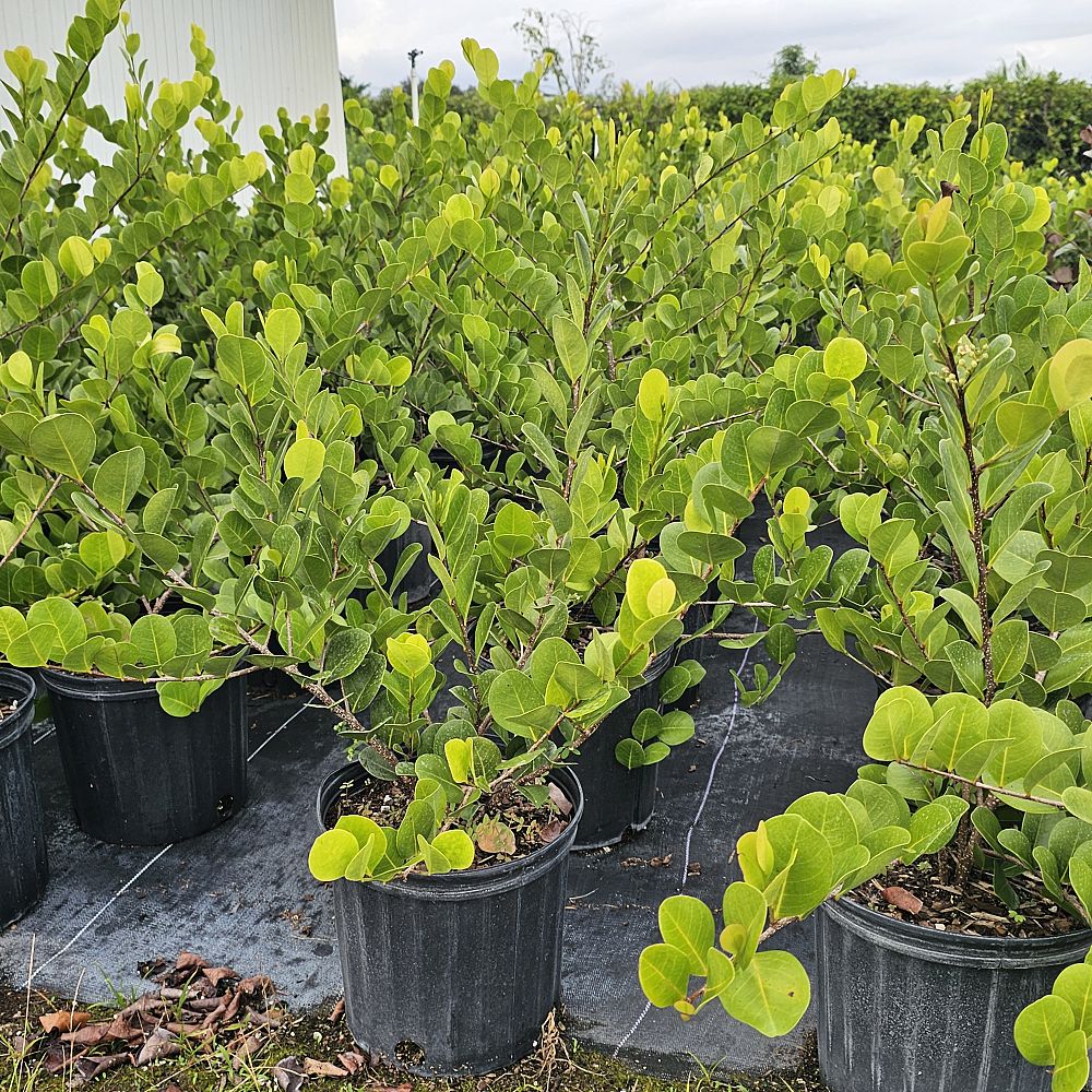 chrysobalanus-icaco-cocoplum