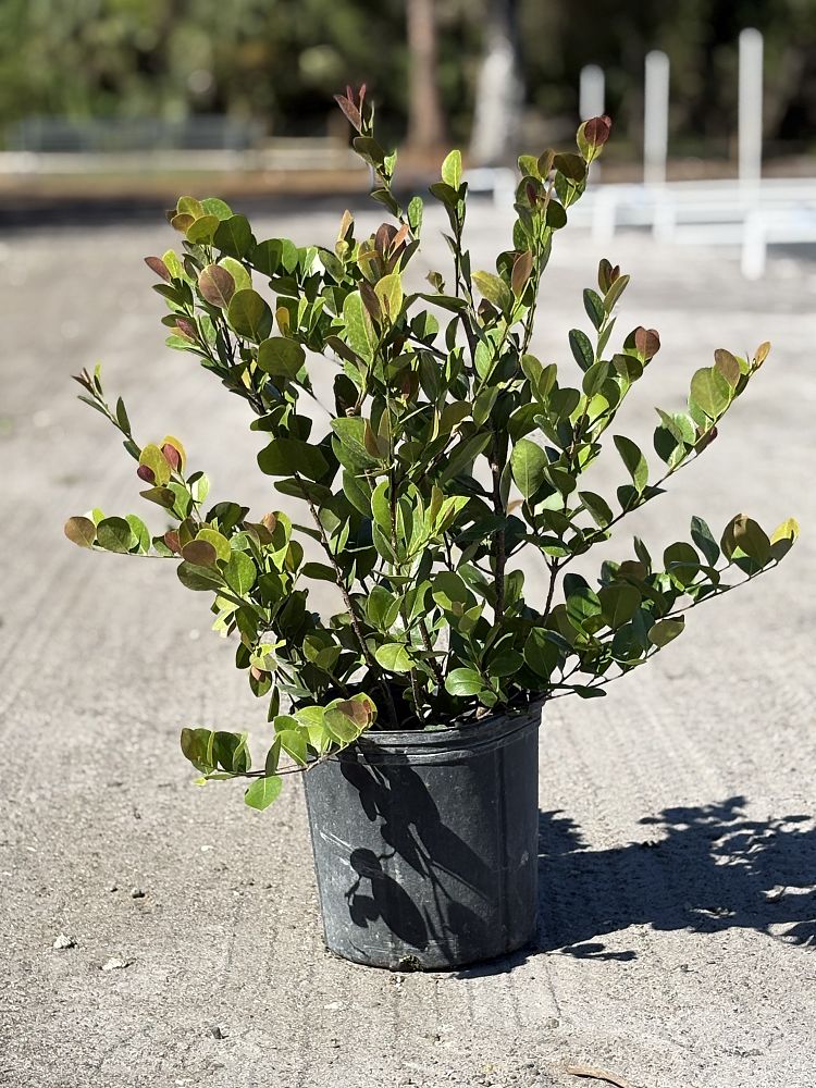 chrysobalanus-icaco-cocoplum