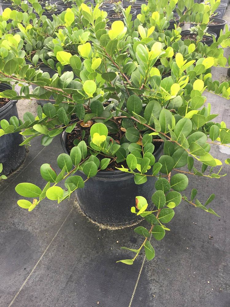 chrysobalanus-icaco-horizontal-cocoplum