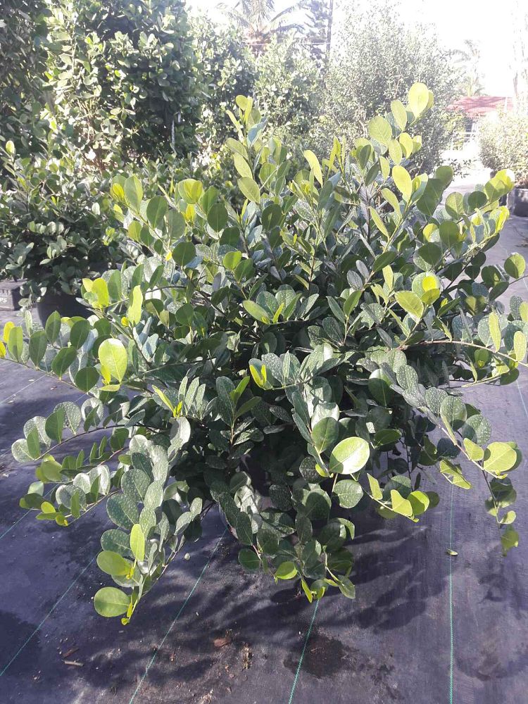 chrysobalanus-icaco-horizontal-cocoplum