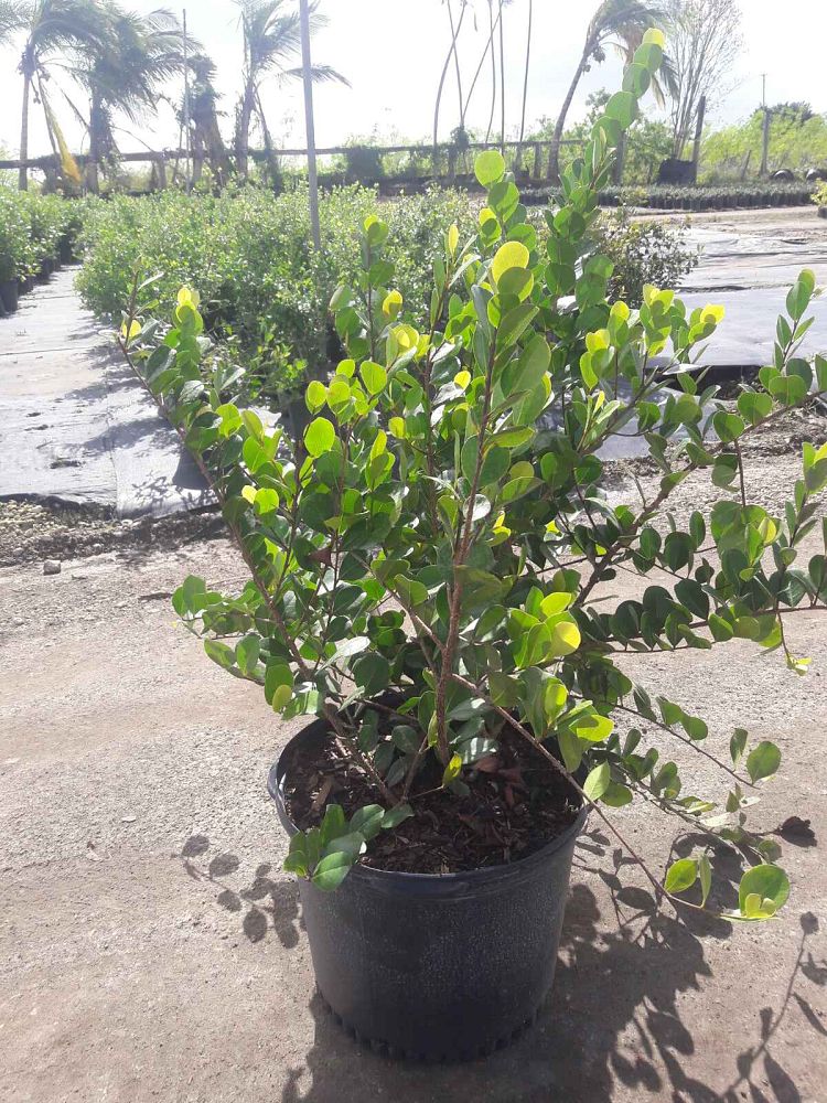 chrysobalanus-icaco-horizontal-cocoplum