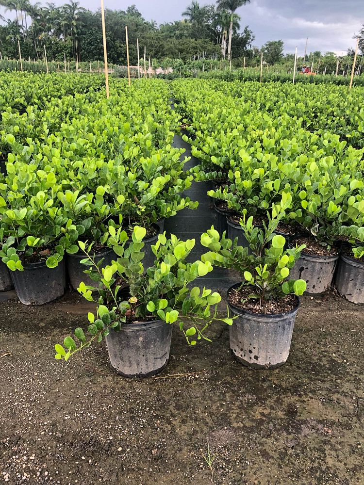 chrysobalanus-icaco-horizontal-cocoplum