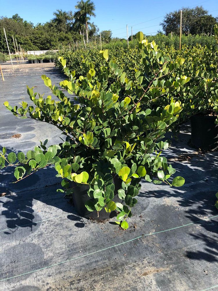 chrysobalanus-icaco-horizontal-cocoplum