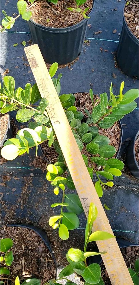 chrysobalanus-icaco-horizontal-cocoplum