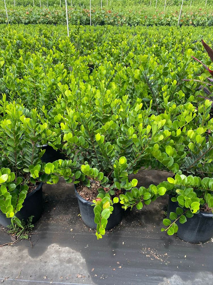chrysobalanus-icaco-horizontal-cocoplum