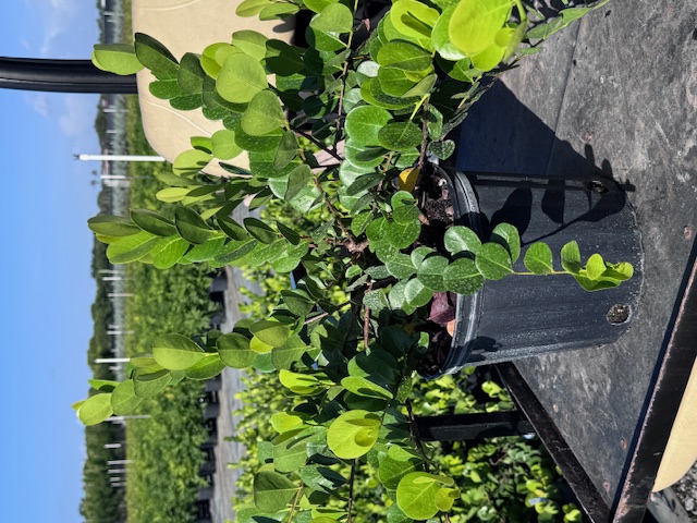 chrysobalanus-icaco-horizontal-cocoplum