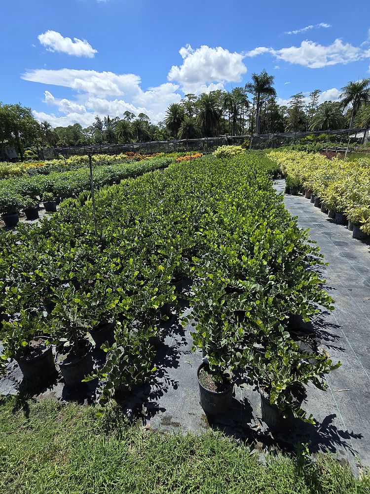 chrysobalanus-icaco-horizontal-cocoplum
