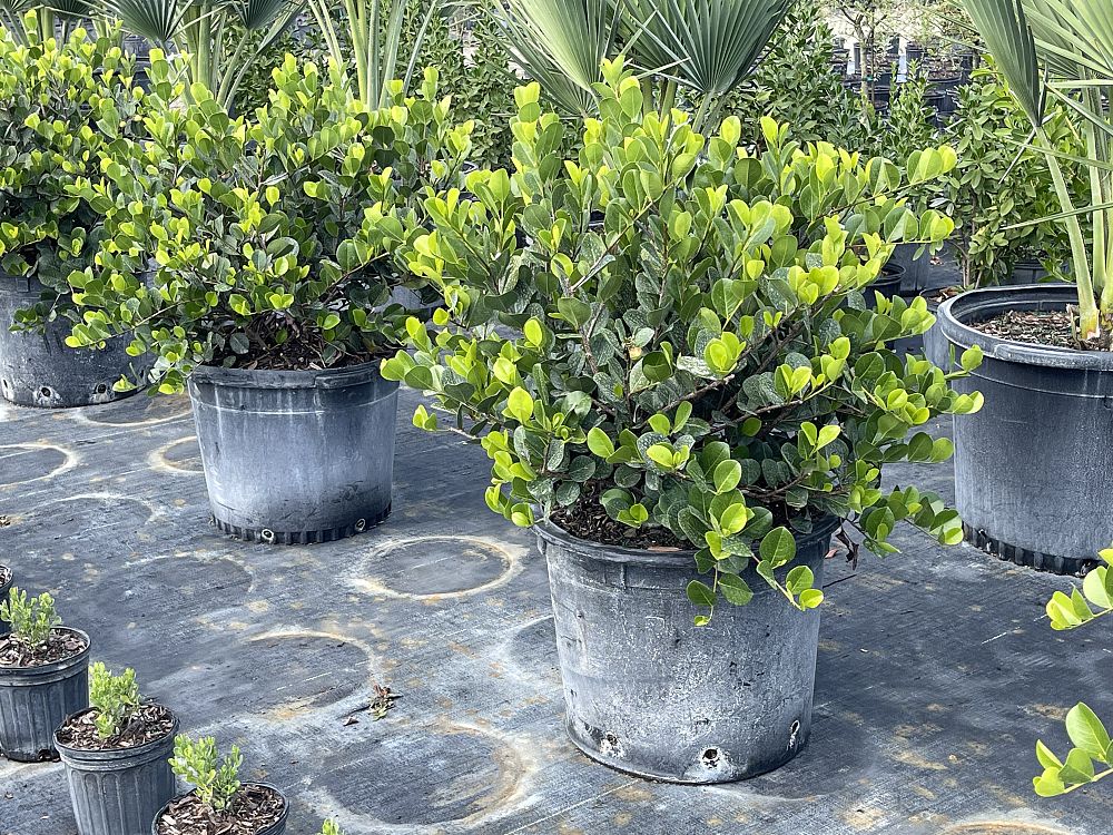 chrysobalanus-icaco-horizontal-cocoplum