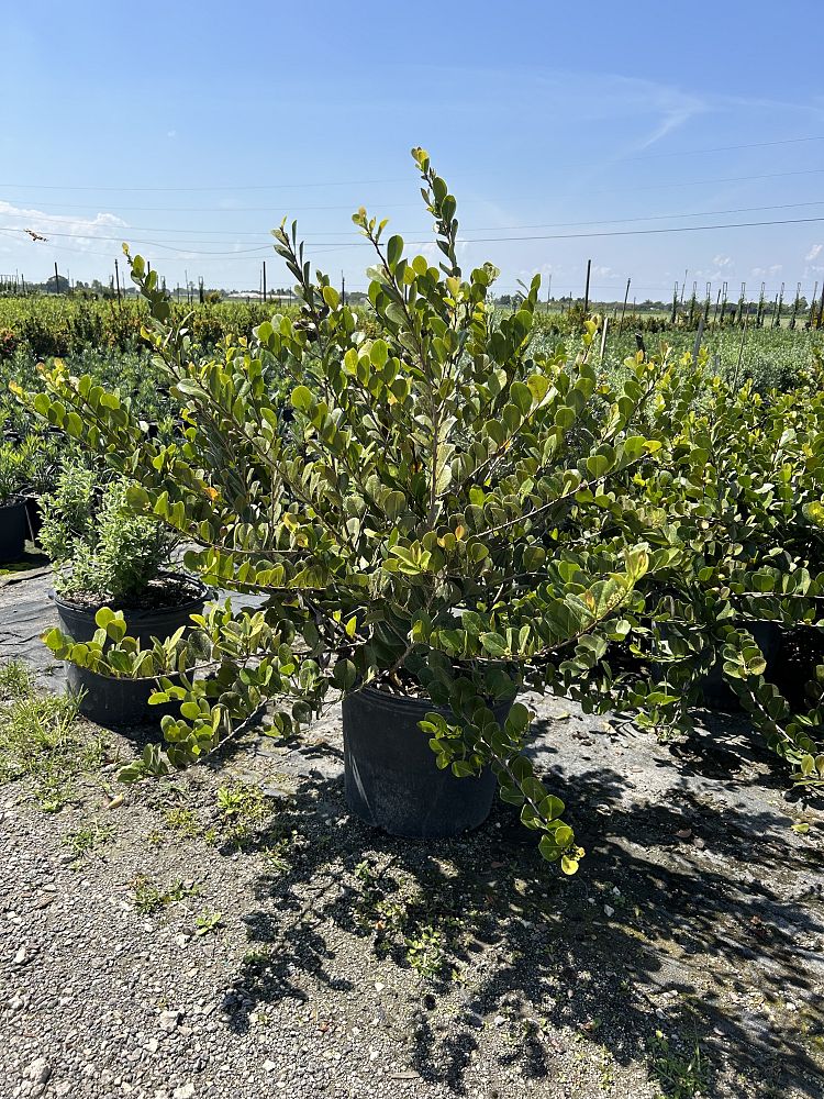 chrysobalanus-icaco-horizontal-cocoplum