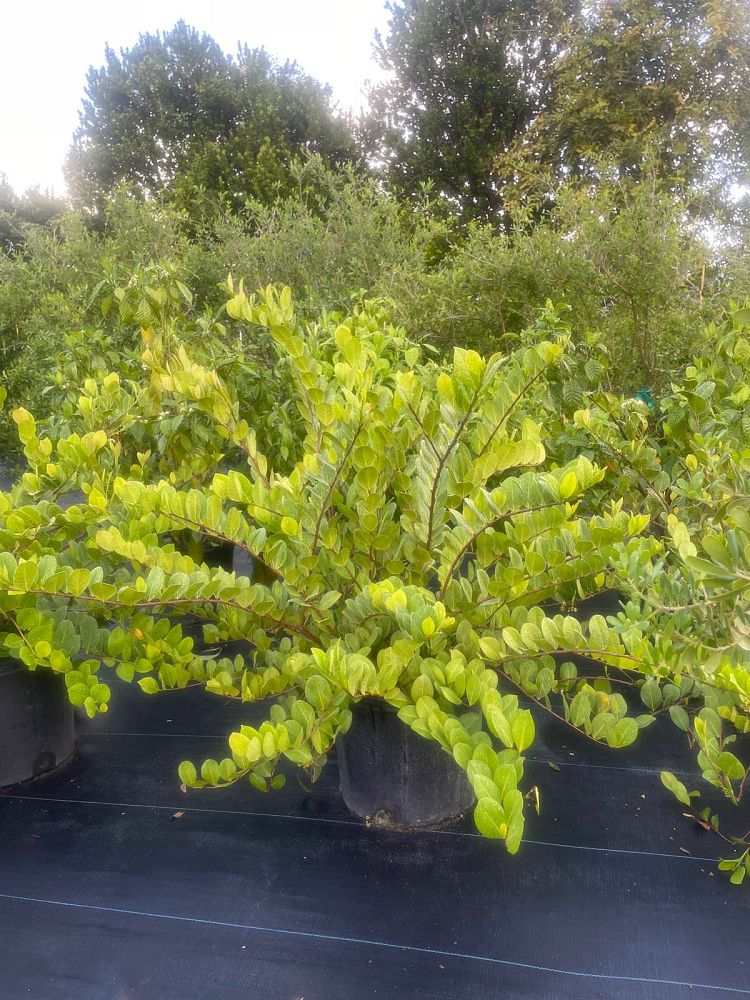chrysobalanus-icaco-horizontal-cocoplum