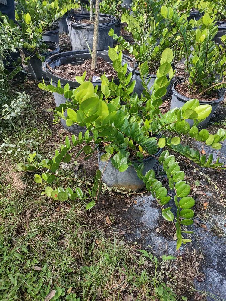 chrysobalanus-icaco-horizontal-cocoplum