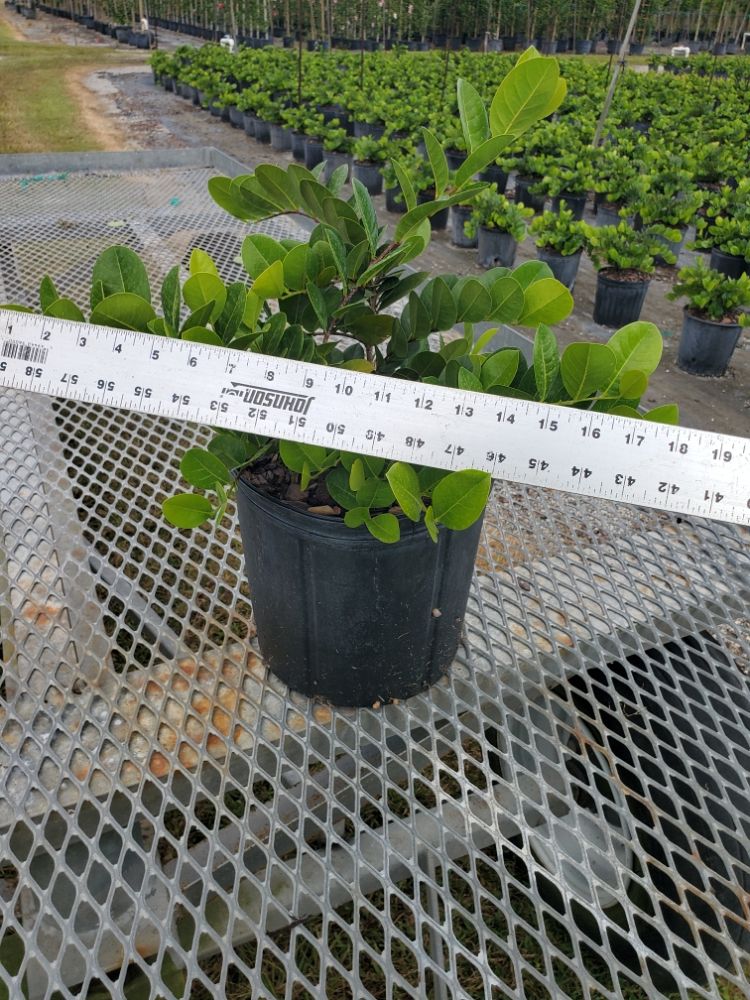 chrysobalanus-icaco-horizontal-cocoplum