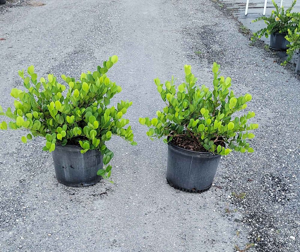 chrysobalanus-icaco-horizontal-cocoplum