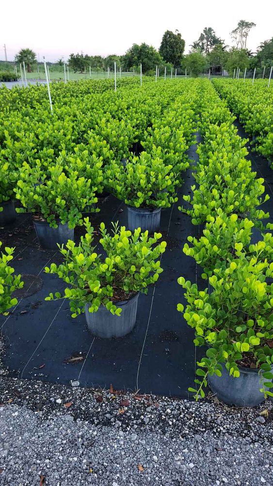 chrysobalanus-icaco-horizontal-cocoplum
