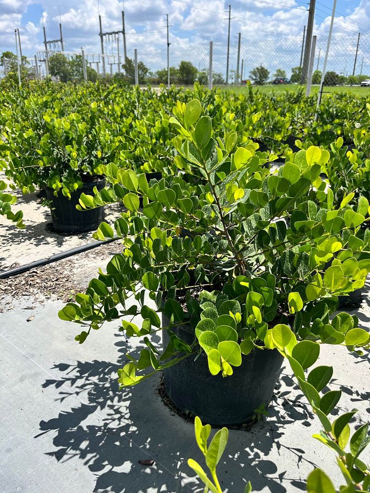 chrysobalanus-icaco-horizontal-cocoplum