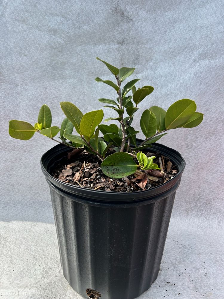 chrysobalanus-icaco-horizontal-cocoplum