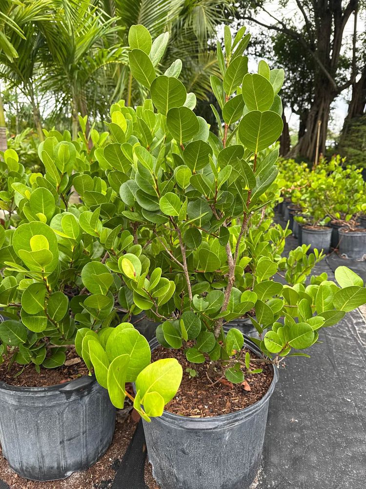 chrysobalanus-icaco-horizontal-cocoplum