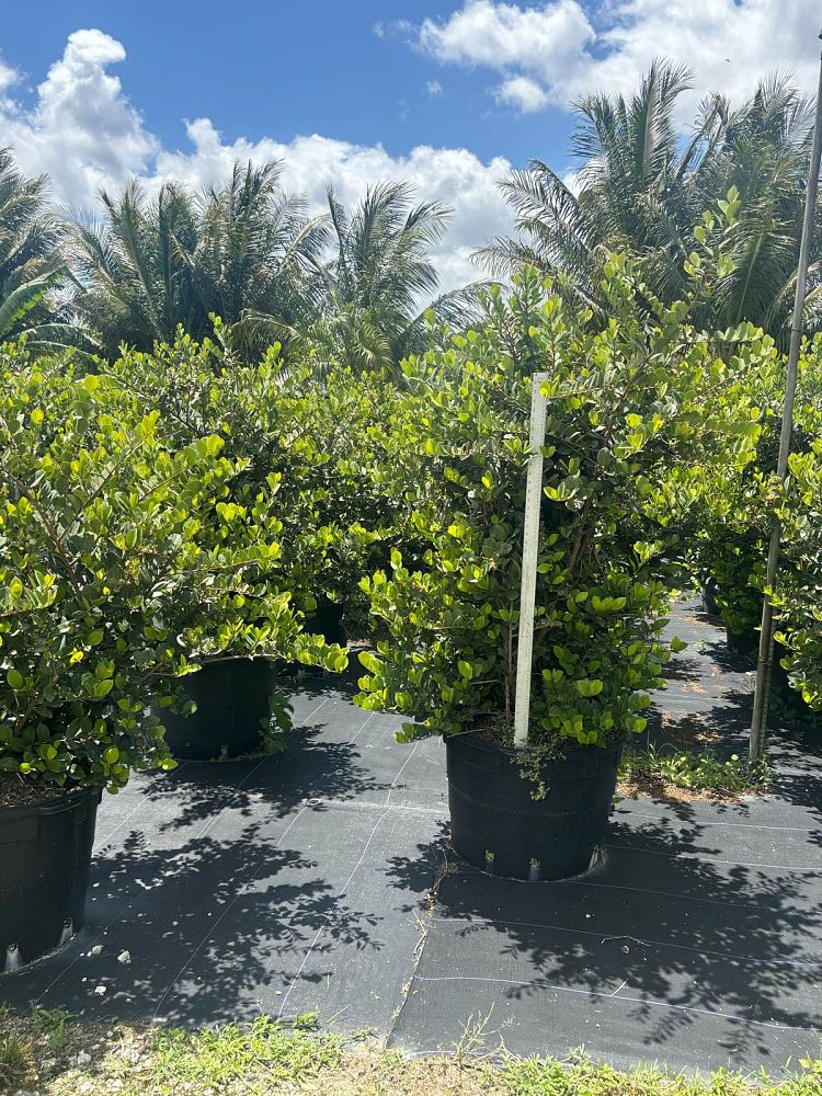 chrysobalanus-icaco-horizontal-cocoplum