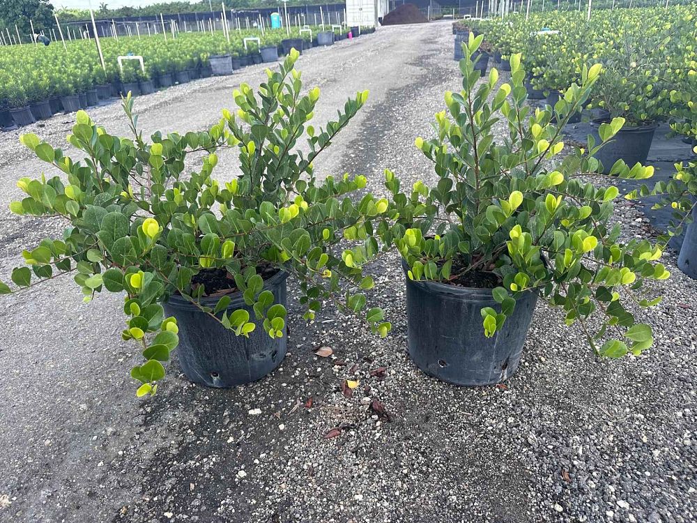 chrysobalanus-icaco-horizontal-cocoplum