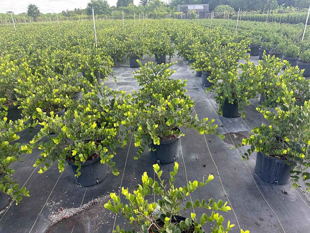 chrysobalanus-icaco-horizontal-cocoplum