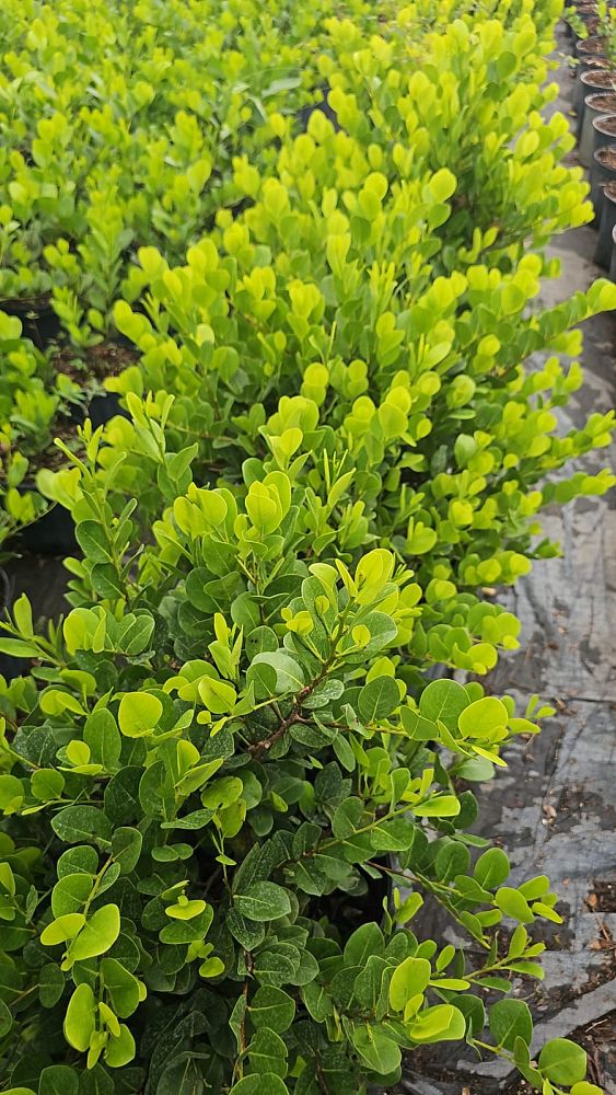 chrysobalanus-icaco-horizontal-cocoplum
