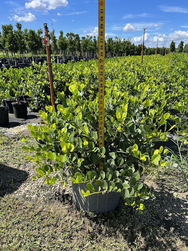 chrysobalanus-icaco-horizontal-cocoplum