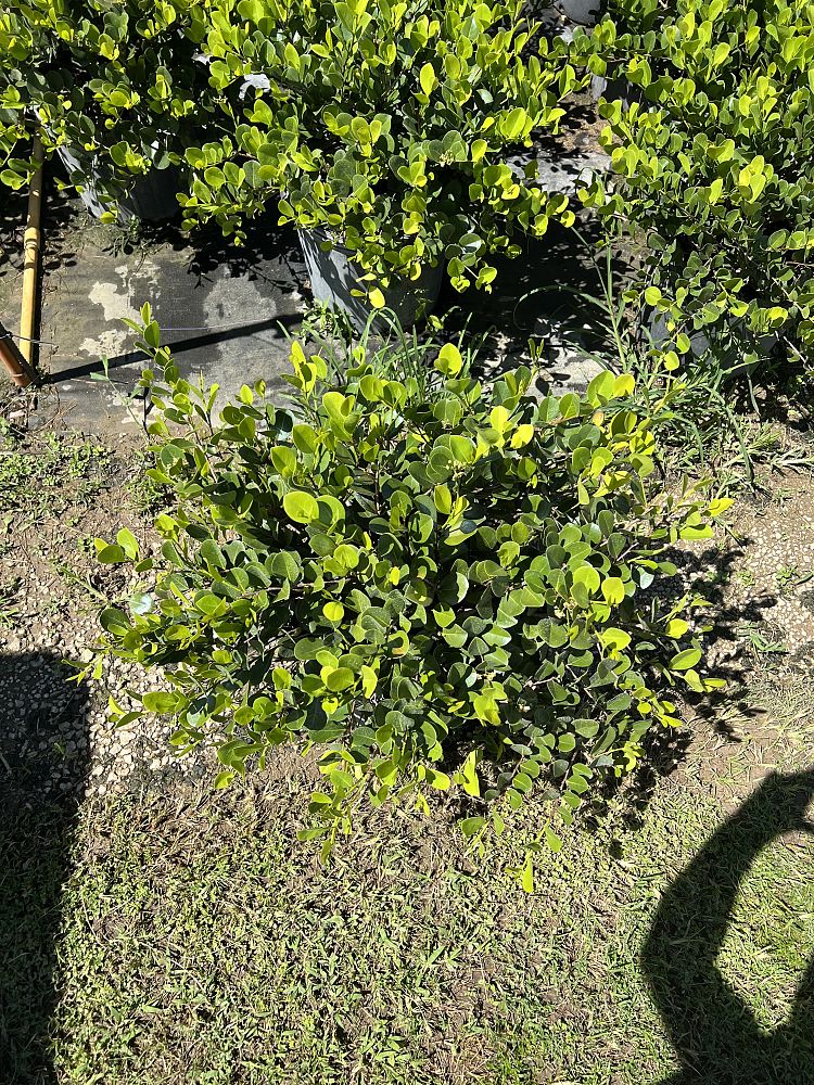 chrysobalanus-icaco-horizontal-cocoplum