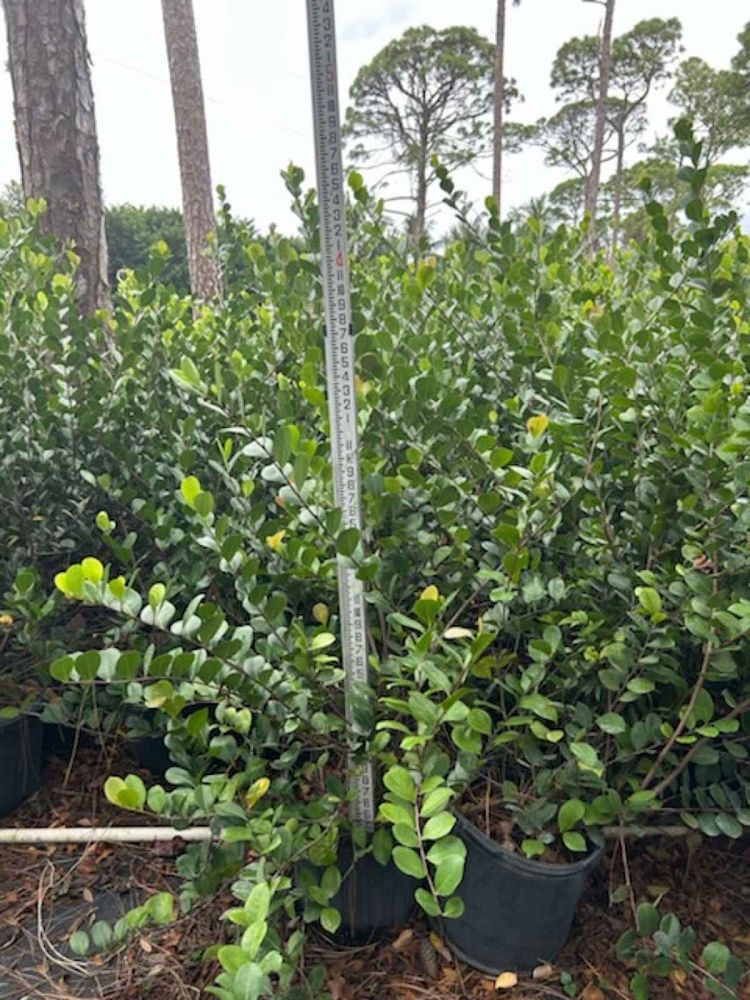 chrysobalanus-icaco-horizontal-cocoplum