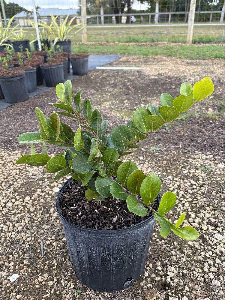 chrysobalanus-icaco-horizontal-cocoplum