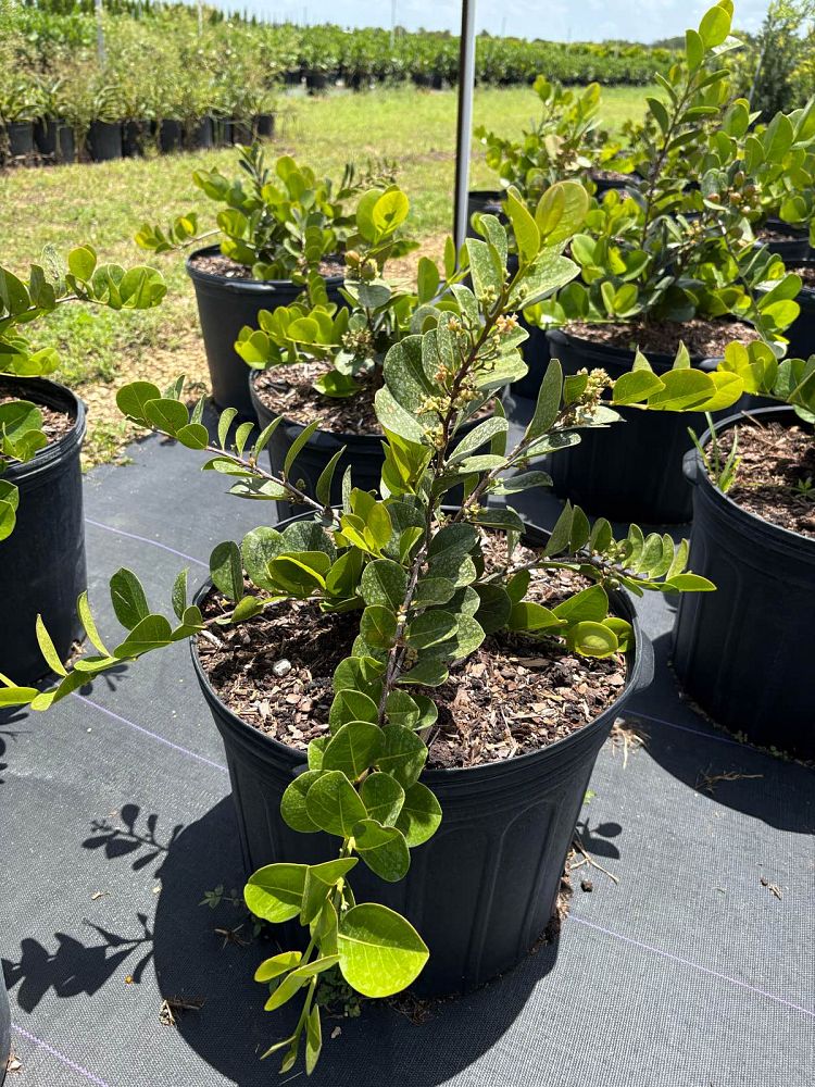 chrysobalanus-icaco-horizontal-cocoplum