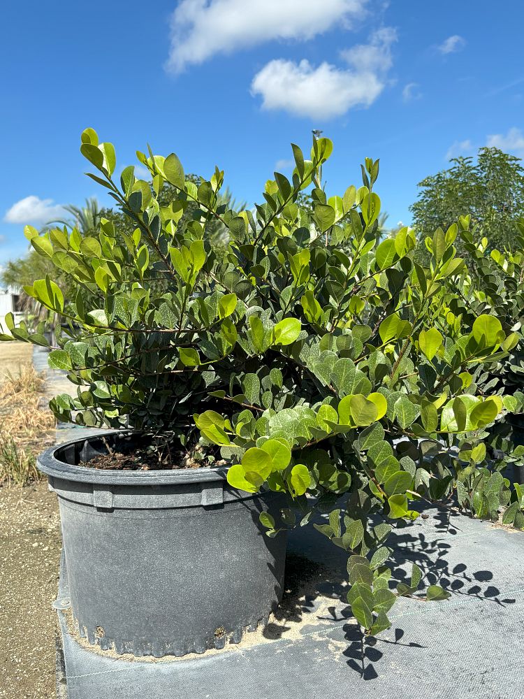 chrysobalanus-icaco-horizontal-cocoplum