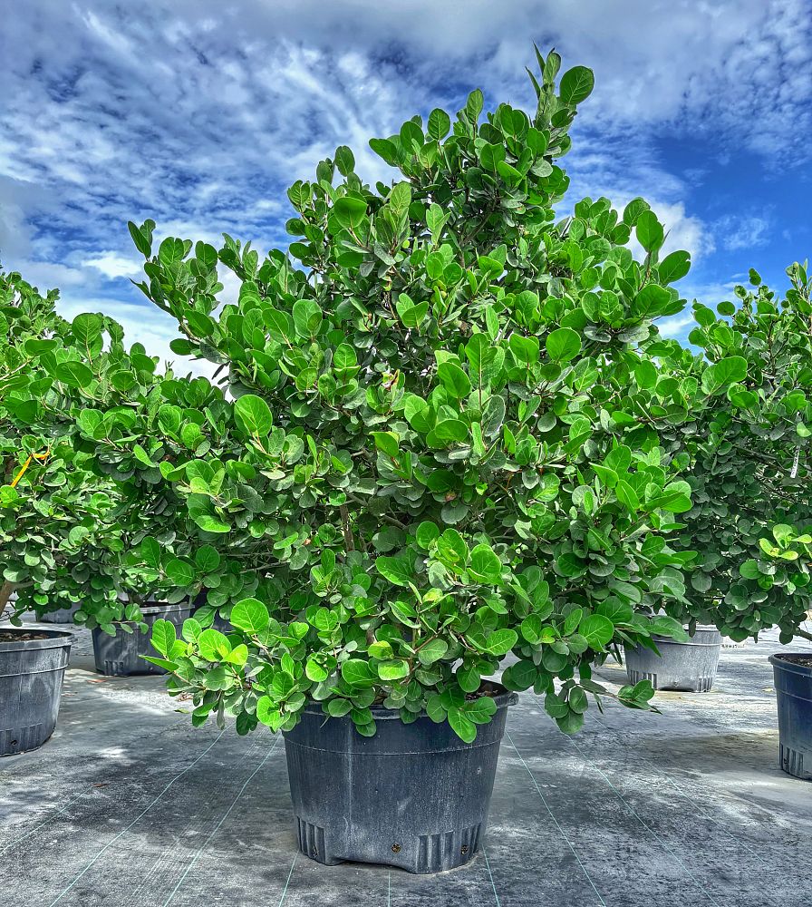 chrysobalanus-icaco-horizontal-cocoplum