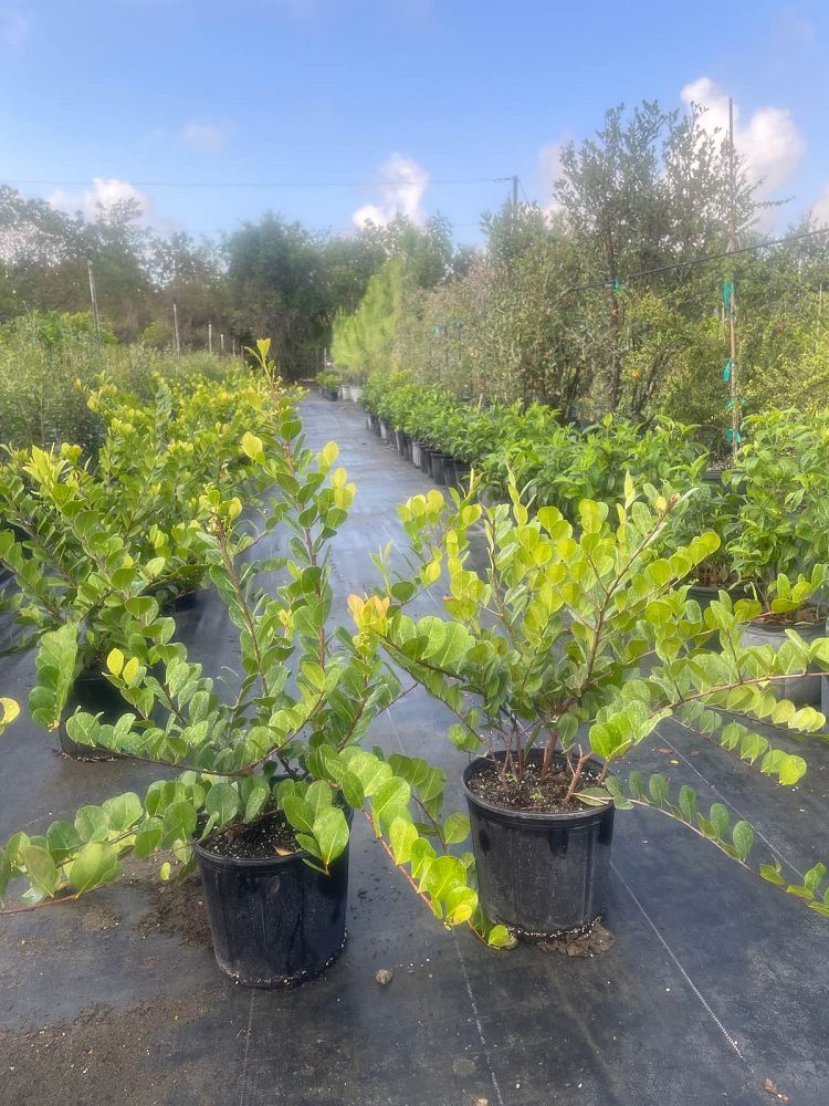 chrysobalanus-icaco-horizontal-cocoplum